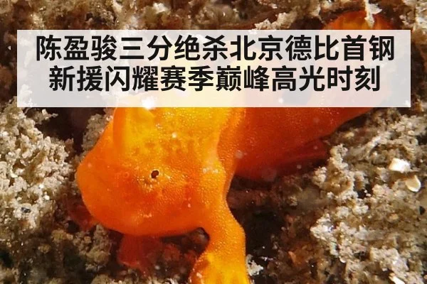 陈盈骏三分绝杀北京德比首钢新援闪耀赛季巅峰高光时刻